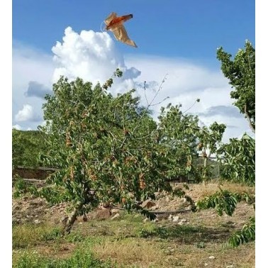 Falco Spaventapasseri Installato in un Campo Coltivato