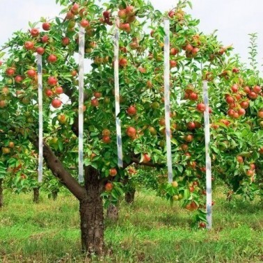 Strisce di Nastro Spaventapasseri Installate in un Albero da Frutto