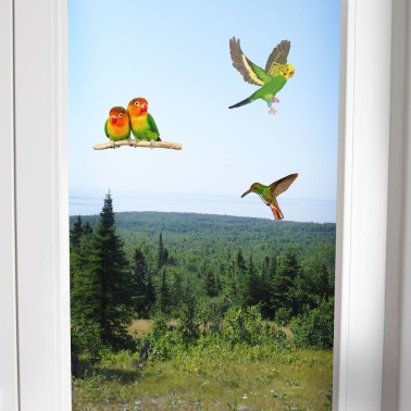 Adesivi Anti-Collisione per Uccelli sulla Finestra della Casa di Campagna