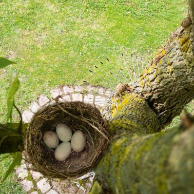 Barriera sull'albero per proteggere i nidi di uccelli dai gatti