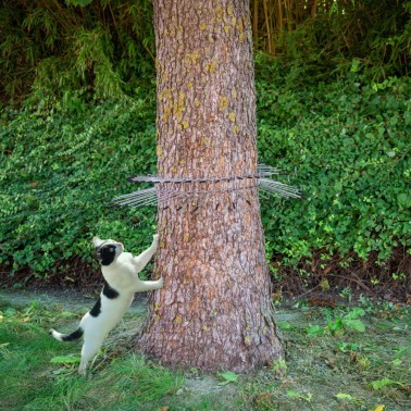 Barriera impedisce al gatto di arrampicarsi sull'albero