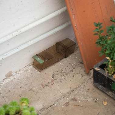 Trappola per Topi in Terrazza