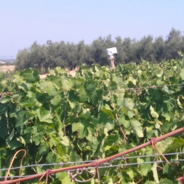 Altoparlante PA del Bird Gard Super Pro PA4 Installato in Campo Agricolo