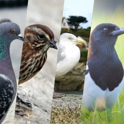 Specie di Uccelli