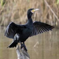 Allontanare i Cormorani