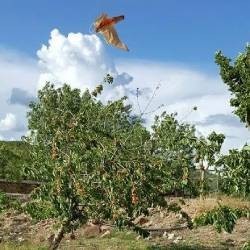 Guida su Come Scegliere il Dissuasore per Uccelli - BirdGard Iberia