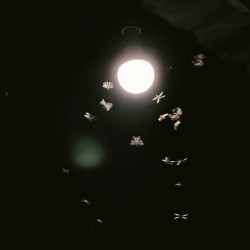 Insetti Volanti