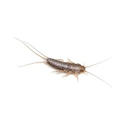Pesciolini d'Argento